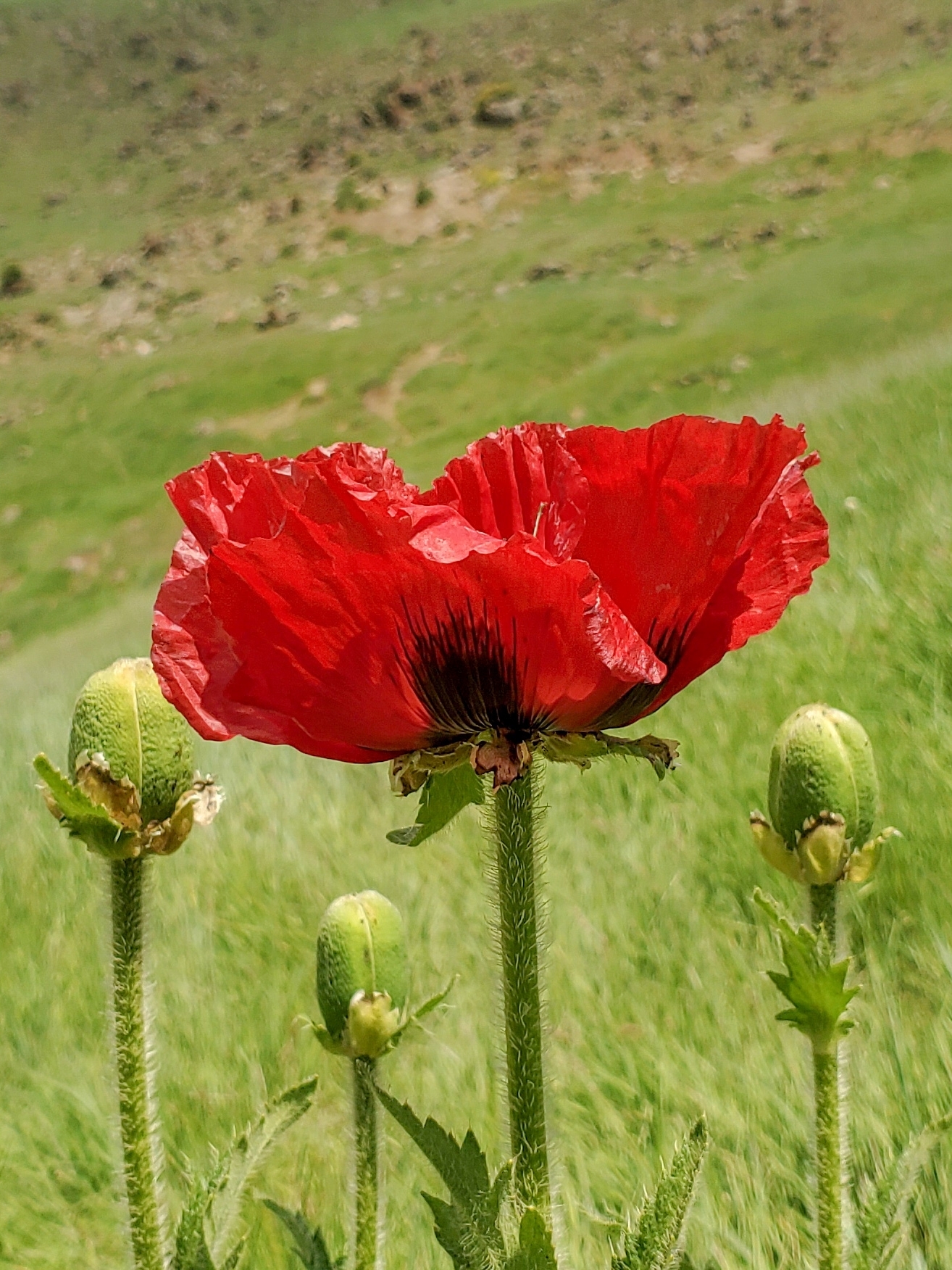 Papaver bracteatum