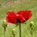 Bracteate Oriental Poppy - Photo (c) Mahbod Mehrin, some rights reserved (CC BY-NC), uploaded by Mahbod Mehrin