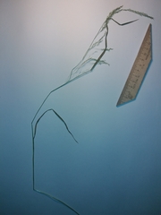 Agrostis clavata