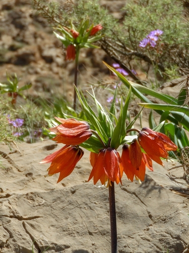 Crown imperial