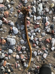 Laminaria hyperborea