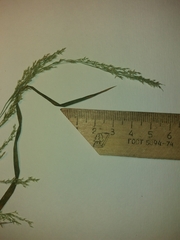 Agrostis clavata