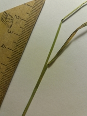 Agrostis clavata
