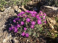 Schlechteranthus stylosus