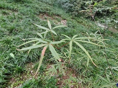 Acer pentaphyllum