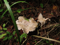 Clitocybe phyllophila