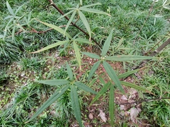 Acer pentaphyllum