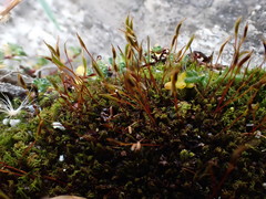 Bryoerythrophyllum rubrum