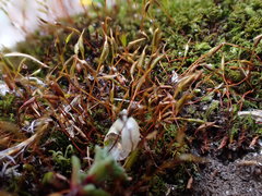 Bryoerythrophyllum rubrum