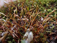 Bryoerythrophyllum rubrum