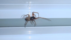 Steatoda nobilis