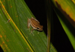 Rohanixalus vittatus