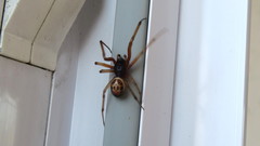 Steatoda nobilis
