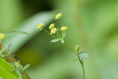 Bupleurum marginatum