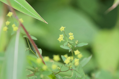Bupleurum marginatum