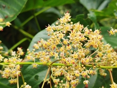 Byttneria grandifolia
