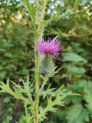 Cirsium vulgare