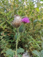 Cirsium vulgare