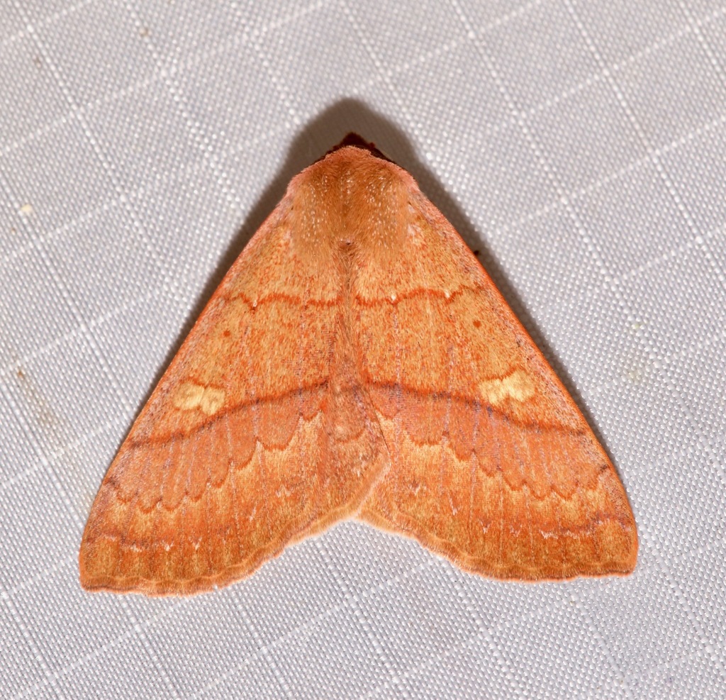 Panopoda rigida