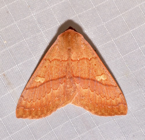 Panopoda rigida