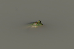 Euphlyctis hexadactyla