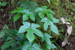 Kalopanax septemlobus