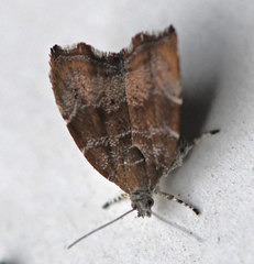 Choreutis nemorana