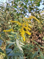 Solidago