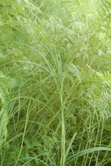Carex atherodes