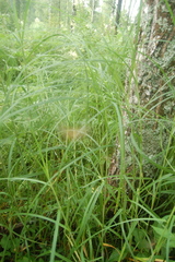 Carex atherodes