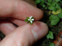Cardamine paucijuga