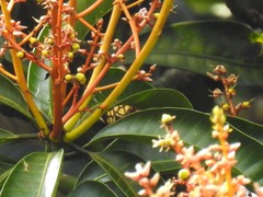 Odina hieroglyphica ortina