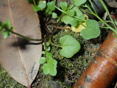 Cardamine paucijuga