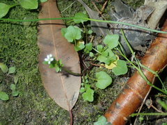 Cardamine paucijuga