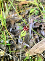 Caladenia reticulata