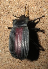 Eleodes suturalis