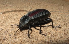 Eleodes suturalis