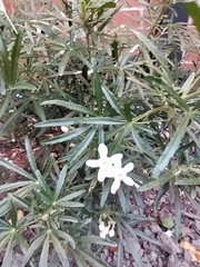 Choisya ×dewitteana