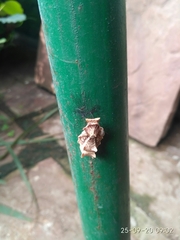 Pachliopta aristolochiae