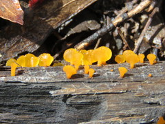 Heterotextus miltinus