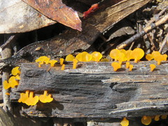Heterotextus miltinus