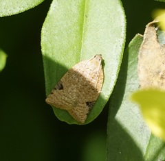 Meritastis ursina