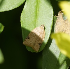 Meritastis ursina