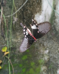 Pachliopta aristolochiae