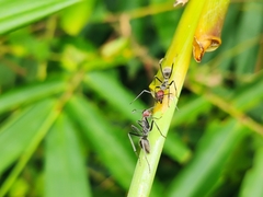 Camponotus singularis