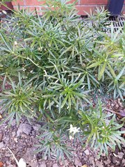 Choisya ×dewitteana