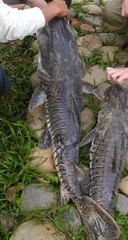 Pseudoplatystoma punctifer