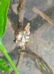 Pachliopta aristolochiae