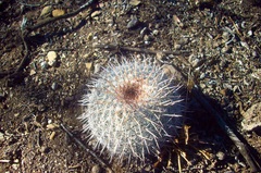 Mammillaria parkinsonii