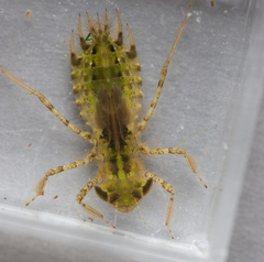 Hydrobasileus croceus